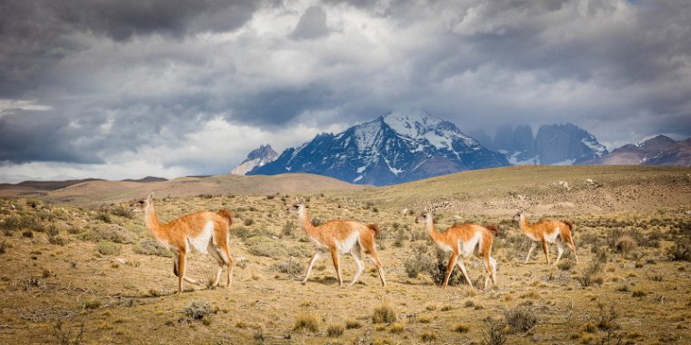 097 Torres Del Paine, guanaco.jpg